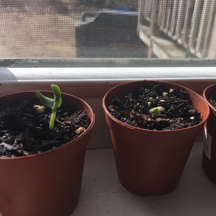 plant image 1256302