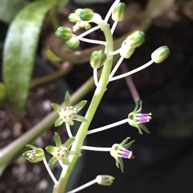 Ledebouria socialis syn. Scilla violaceum