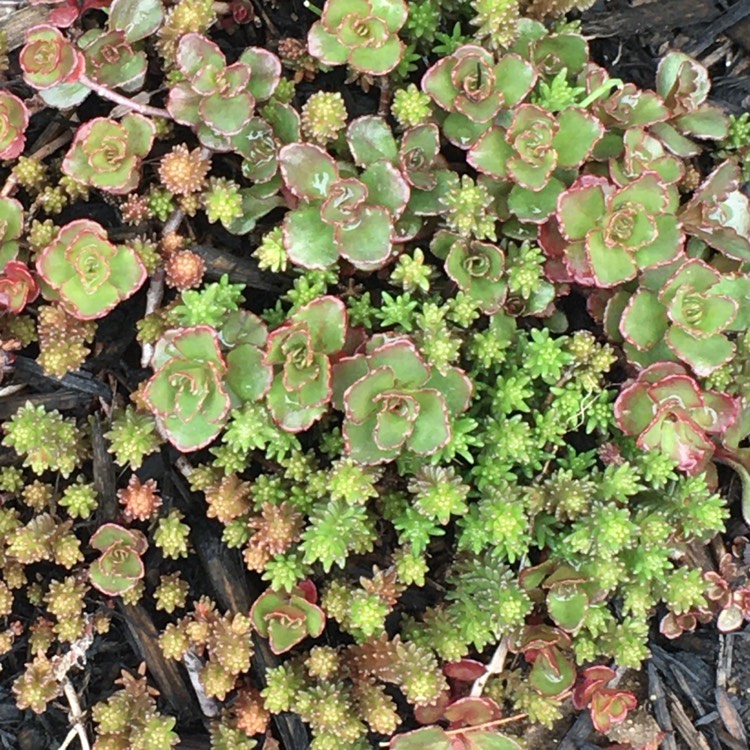 plant image 1282883 plant image 1282883