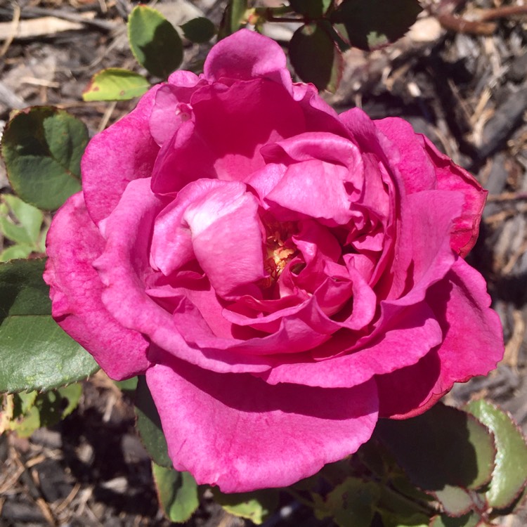 Plant image Rosa 'Tannacht' syn. Rosa 'Blue Moon', Rosa 'Blue Munday', Rosa 'Sissi', Rosa 'Navo-Rose', Rosa 'Mainzer Rad', Rosa 'Mainzer Fastnacht'