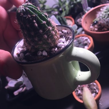 Echinopsis subdenudata 'Dominos'