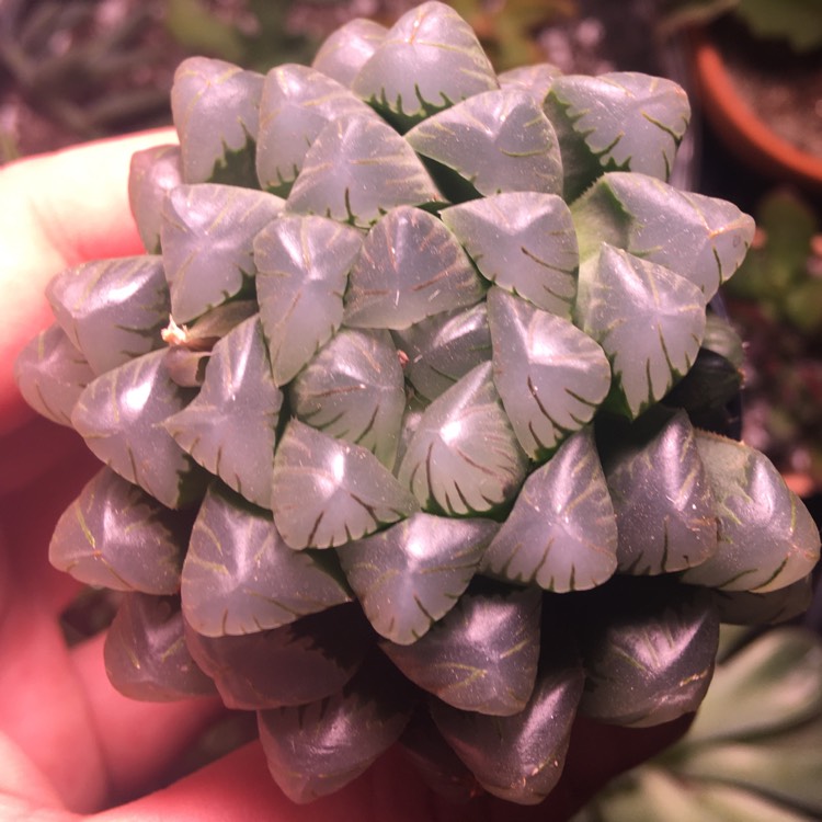 plant image 1438340