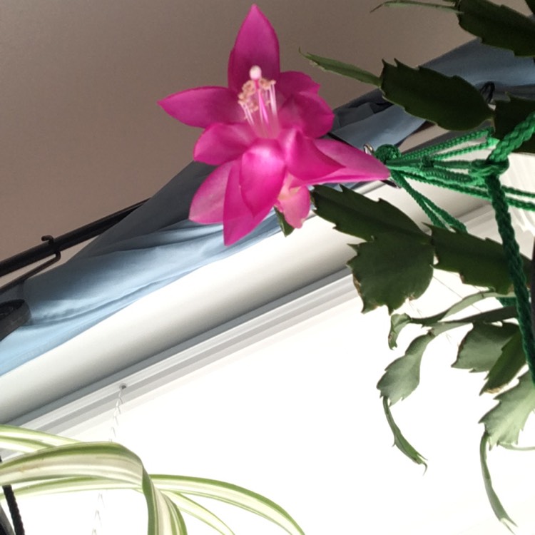 plant image 1443329