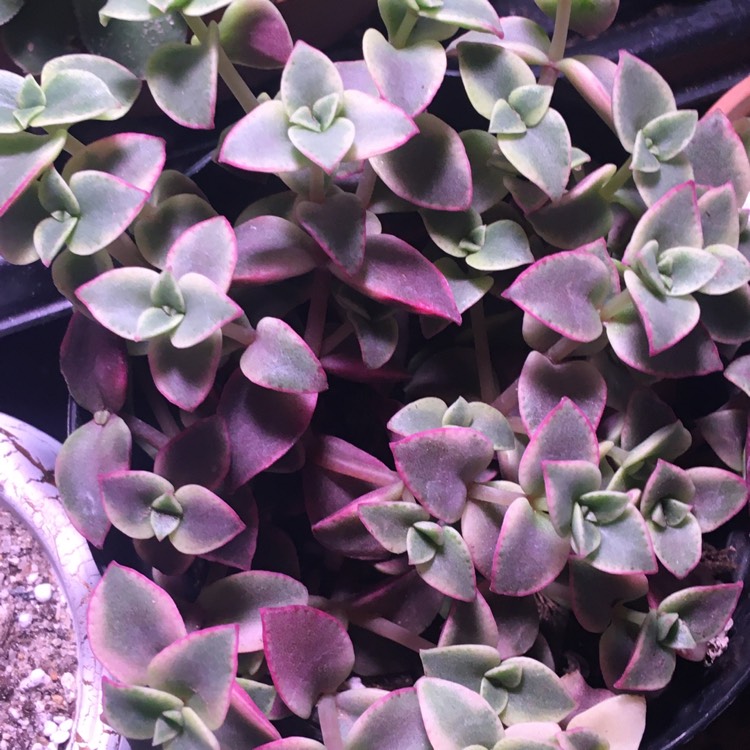 Plant image Crassula Marginalis Rubra