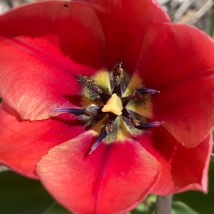 Plant image Tulipa gesneriana 'Rosea'