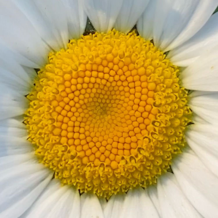 plant image 1596863 plant image 1596863