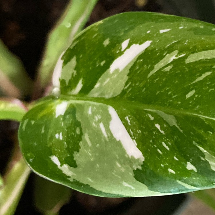 plant image 1665124 plant image 1665124