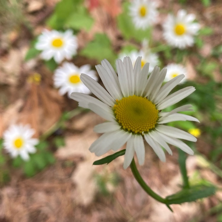 plant image 1673397 plant image 1673397