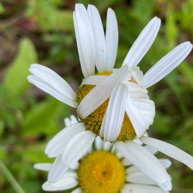 Common daisy