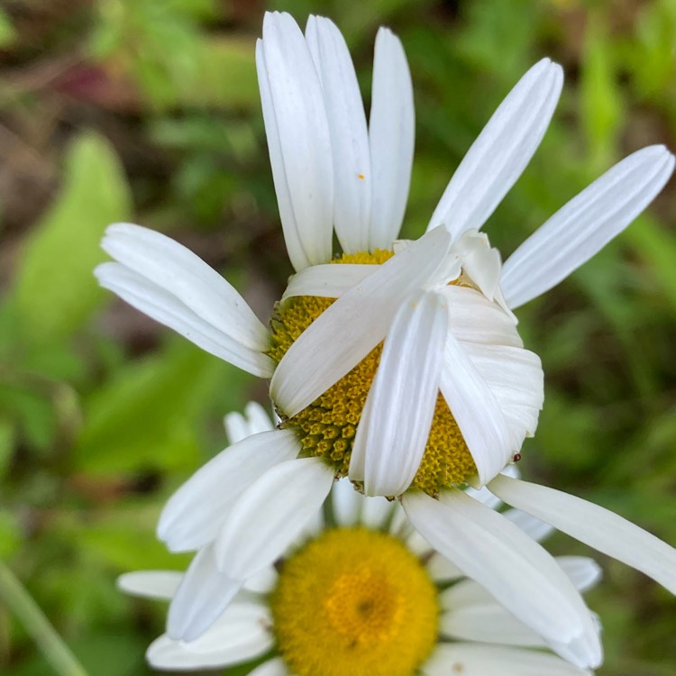 plant image 1673824 plant image 1673824