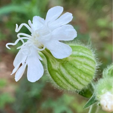 White Campion