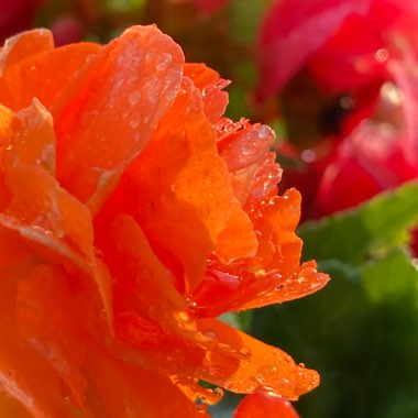 Begonia