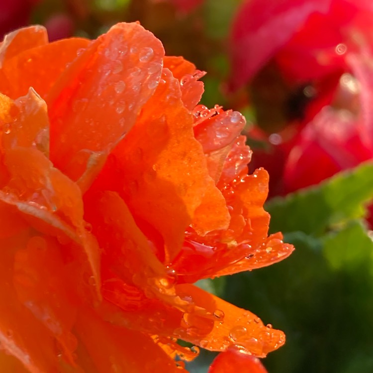 plant image 1679284