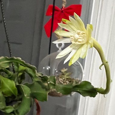 Curly Orchid Cactus 