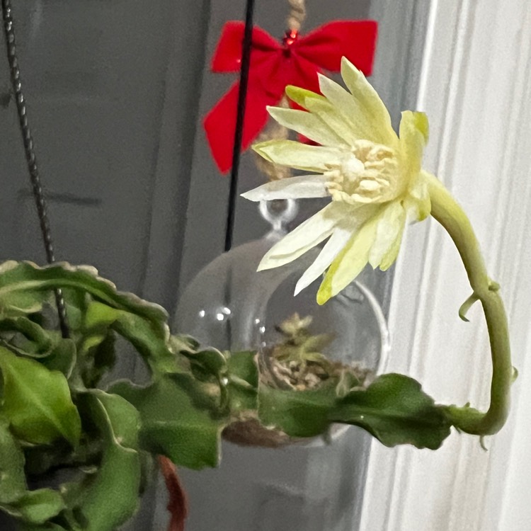 plant image 1686806