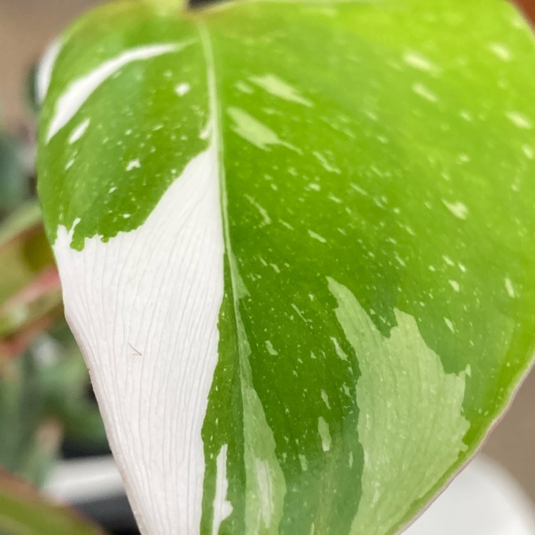 plant image 1688211 plant image 1688211