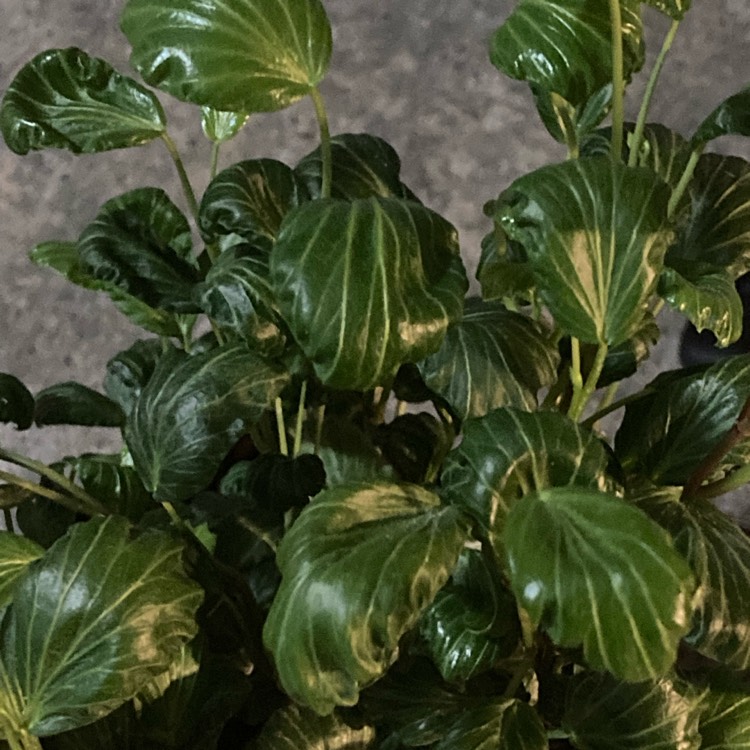 plant image 1706317
