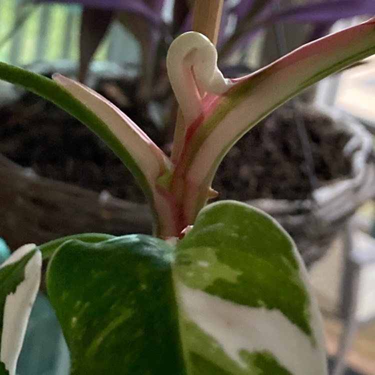 plant image 1710399 plant image 1710399