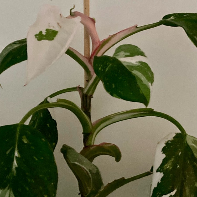 Plant image Philodendron 'White Princess'