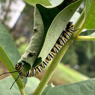 Asclepias