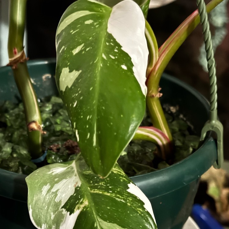 plant image 1729393 plant image 1729393