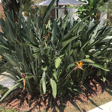 Bird Of Paradise