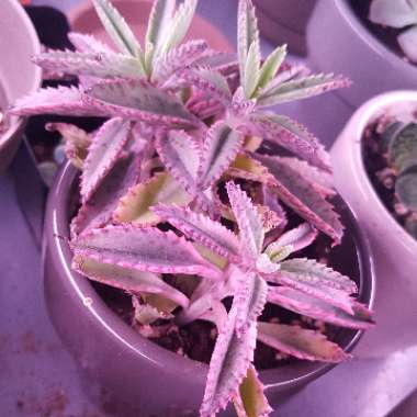 Kalanchoe Pink Butterflies