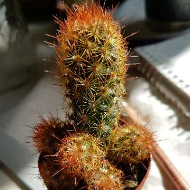 Lady Finger Cactus 'Copper King'