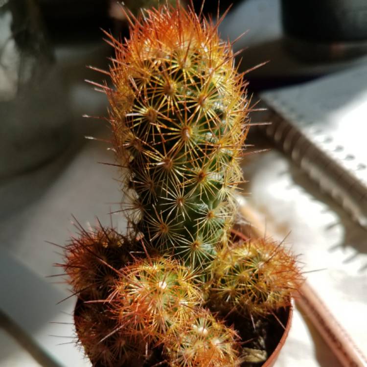 plant image 622813
