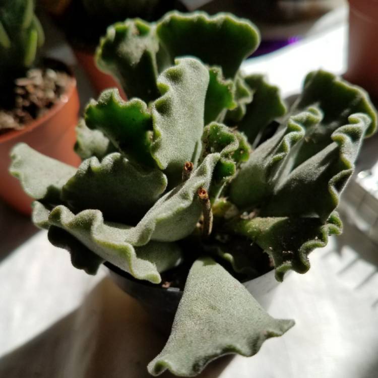 plant image 622824