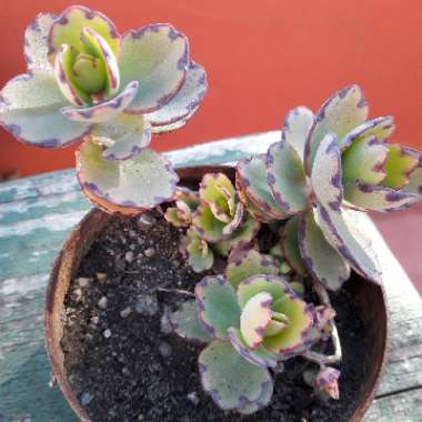Kalanchoe Fedtschenkoi