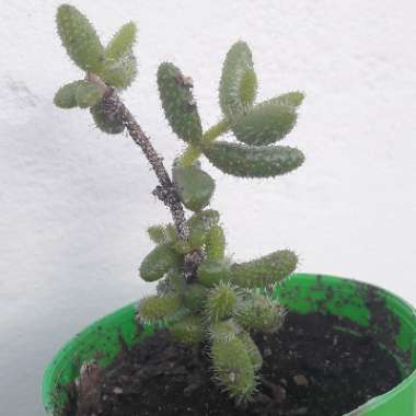 Delosperma echinatum syn. Delosperma pruinosum