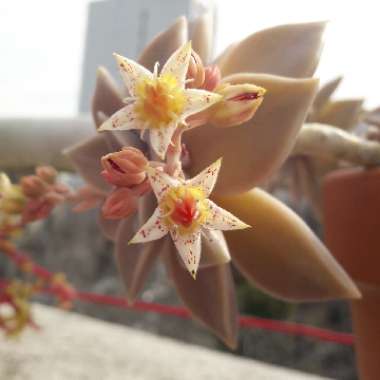 Graptopetalum Paraguayense subsp. Paraguayense