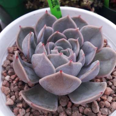 Echeveria Lia