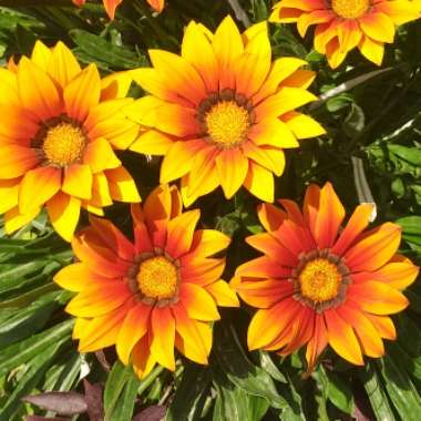 Treasure Flower