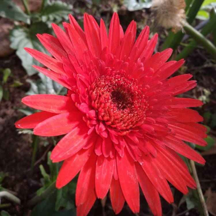 Plant image Gerbera 'Sundayz Red'