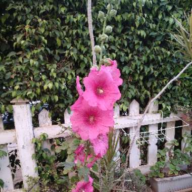 Mohamed's garden