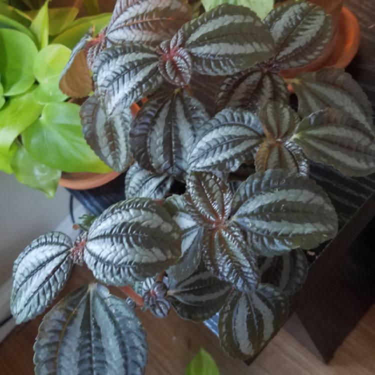 Plant image Pilea involucrata 'Norfolk'