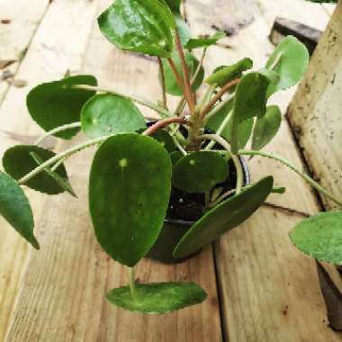 Pilea peperomioides