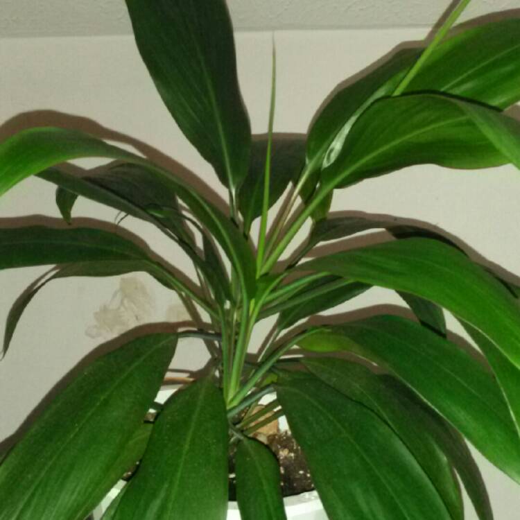 Plant image Cordyline Fruticosa 'Red Sister'