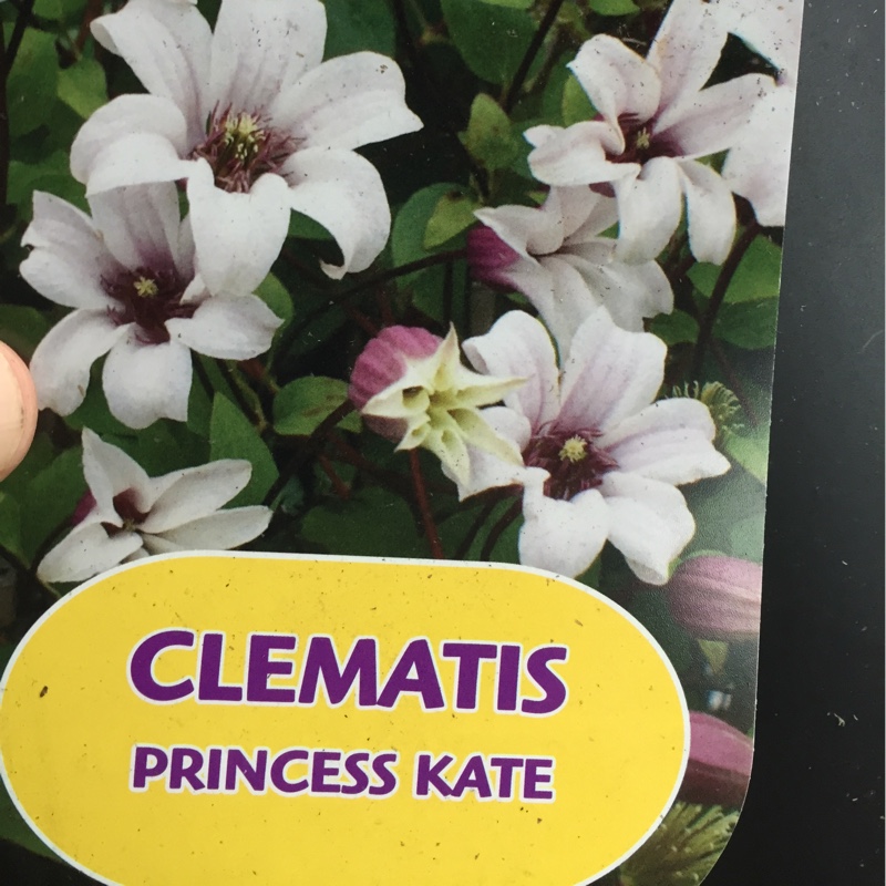 plant image 27509