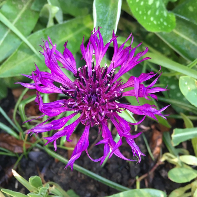 plant image 1004799 plant image 1004799