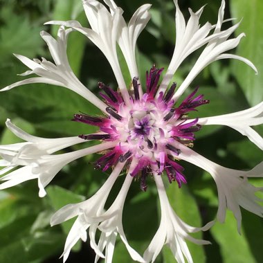 Centaurea 'Amethyst on Ice'