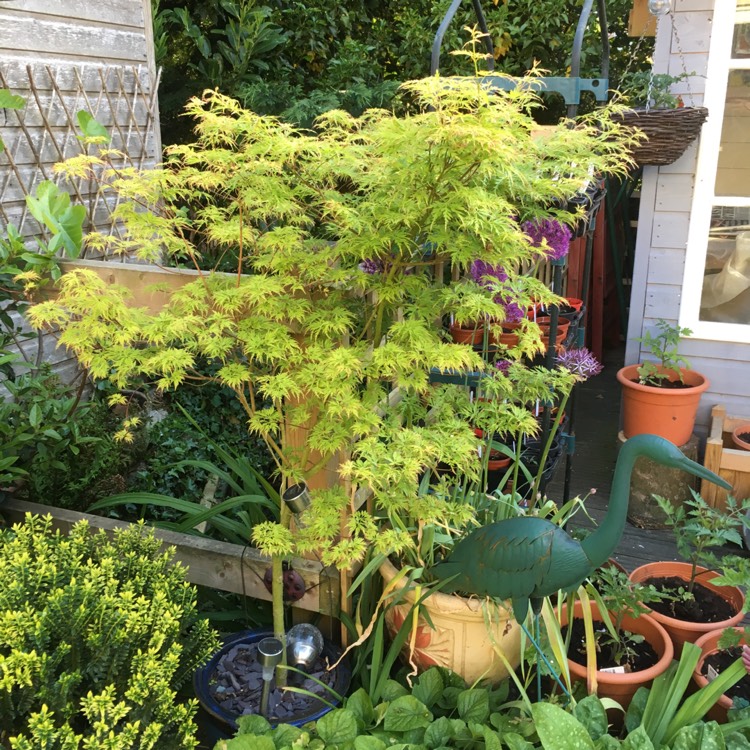 Plant image Acer palmatum 'Seiryu' (Dissectum Group) syn. Acer palmatum var. dissectum 'Seiryu'