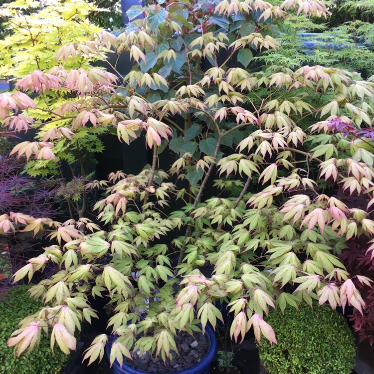 plant image 1053865 plant image 1053865