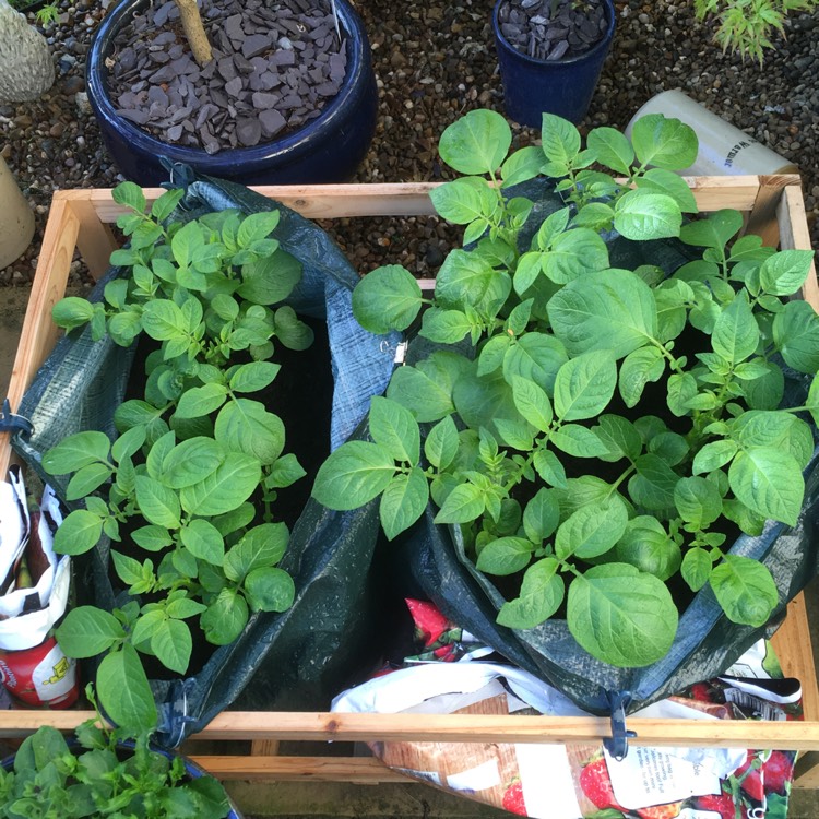 Plant image Solanum tuberosum 'Rocket'