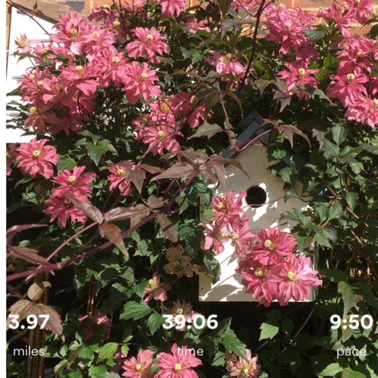 plant image 1062586 plant image 1062586