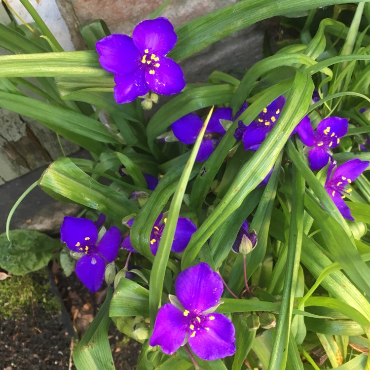 plant image 1095007