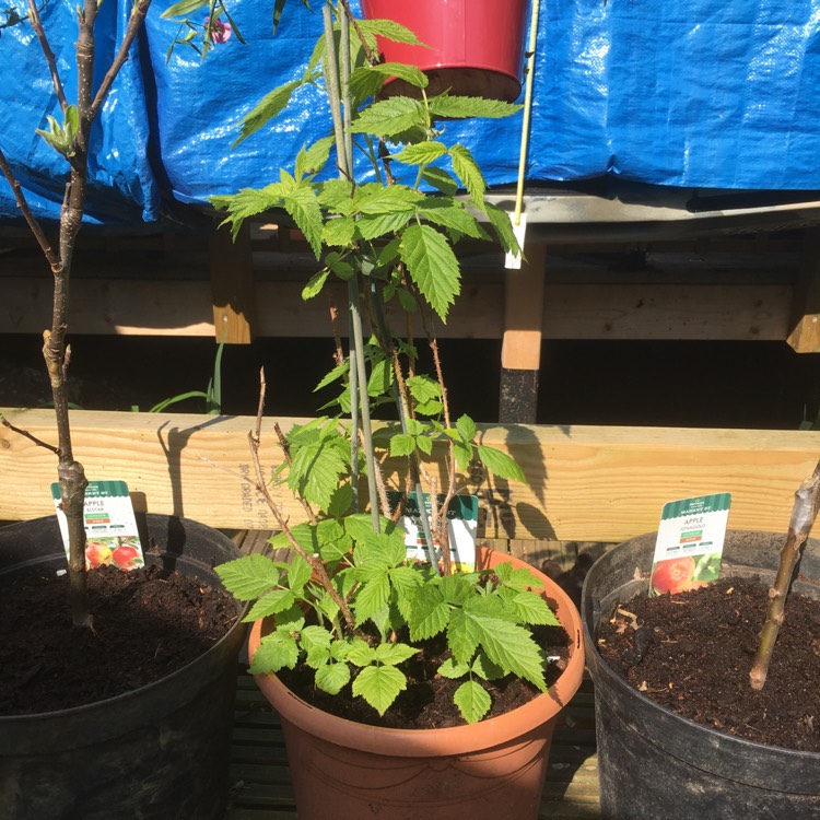 Plant image Rubus idaeus 'Tulameen'
