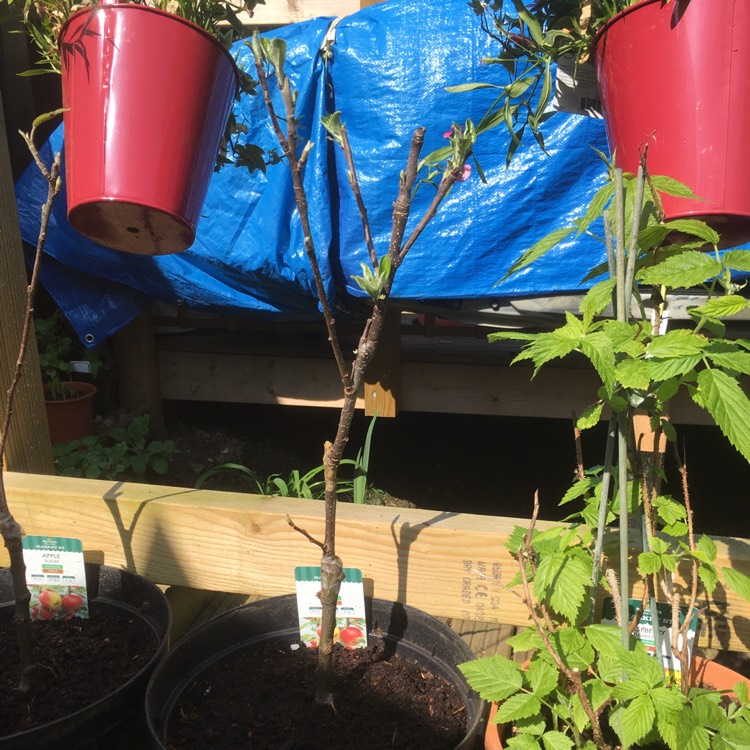 Plant image Malus domestica 'Elstar'